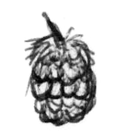 Beeren