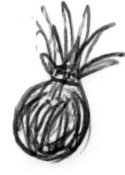 Feldzwiebel