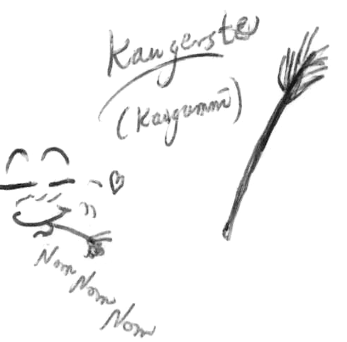 Kaugerste